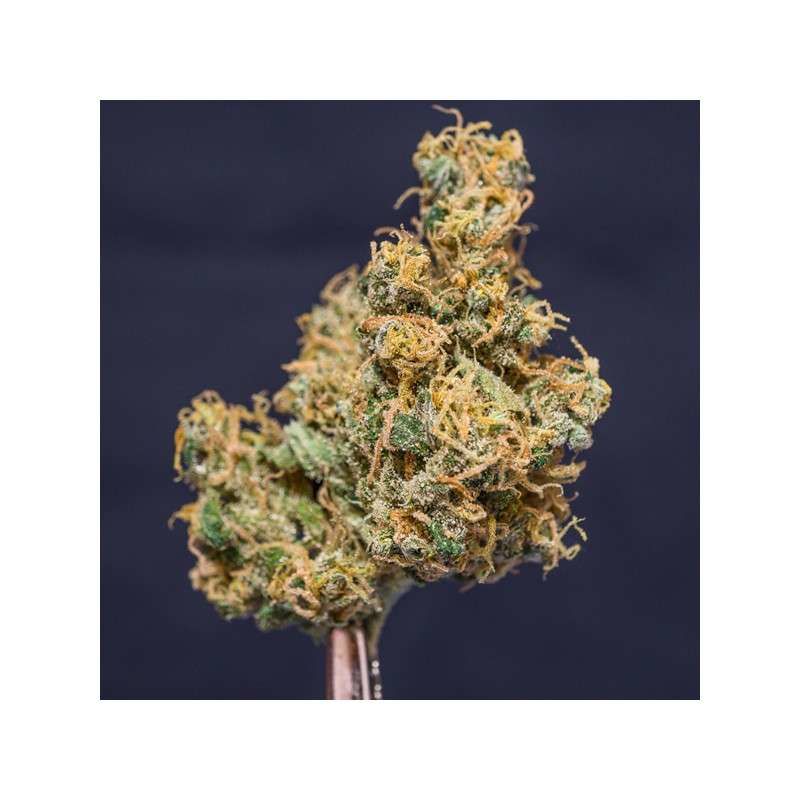 Prima Hollandica Reg, Фасовка: 12, изображение 3