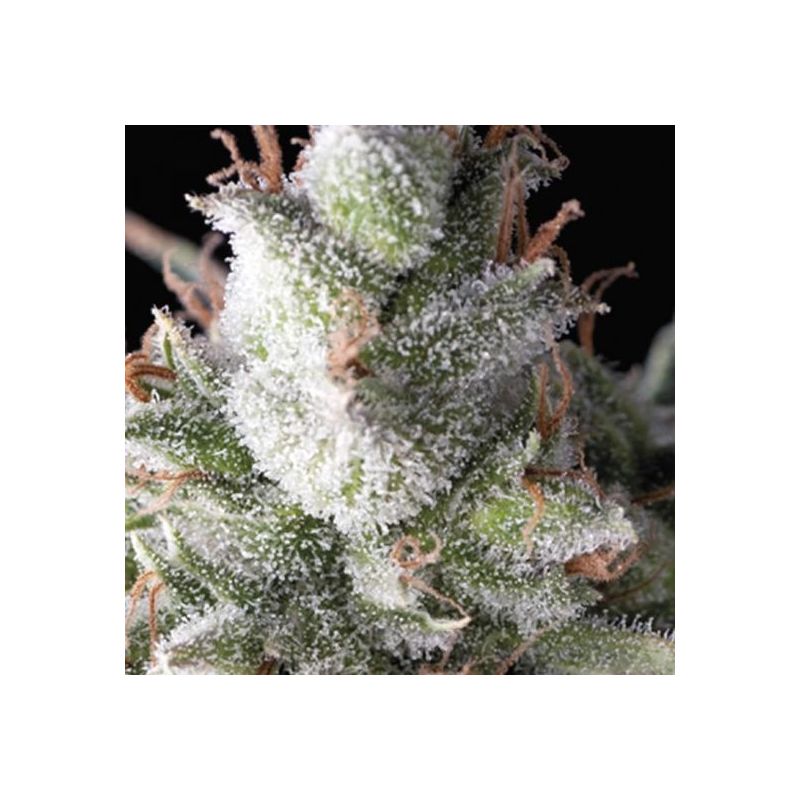 Auto Ramses, Фасовка: 5+2