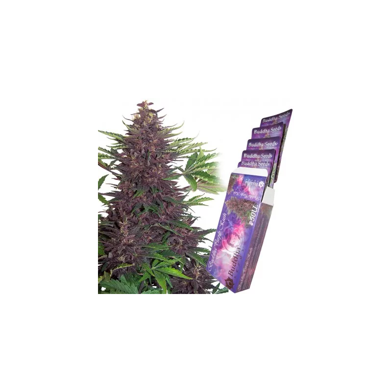 Purple Kush Auto, Фасовка: 3+1, изображение 3