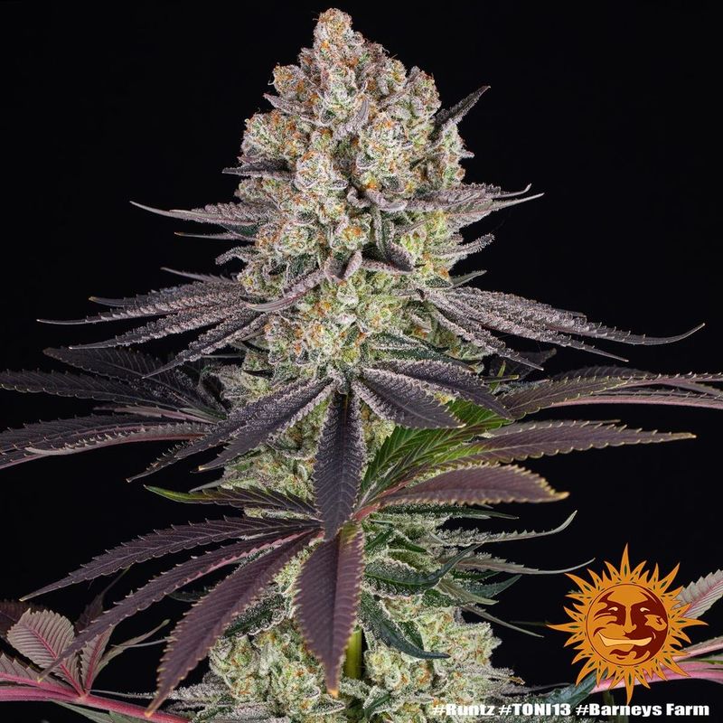 Runtz, Фасовка: 3, изображение 10