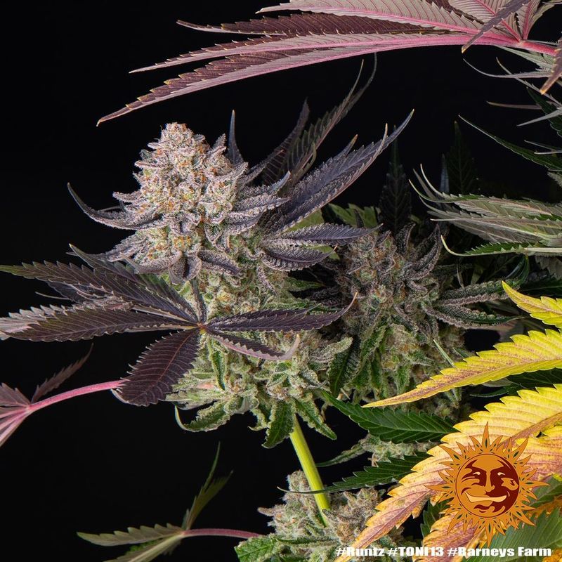 Runtz, Фасовка: 3, изображение 13