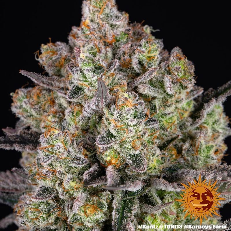 Runtz, Фасовка: 3, изображение 12