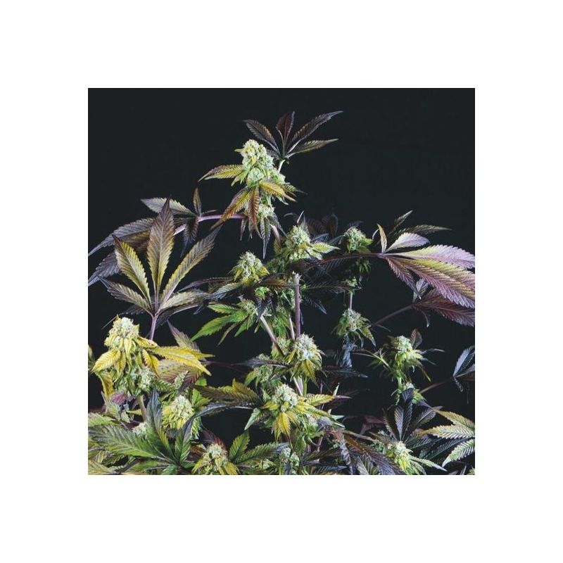 Sunset Sherbet, Фасовка: 3+1