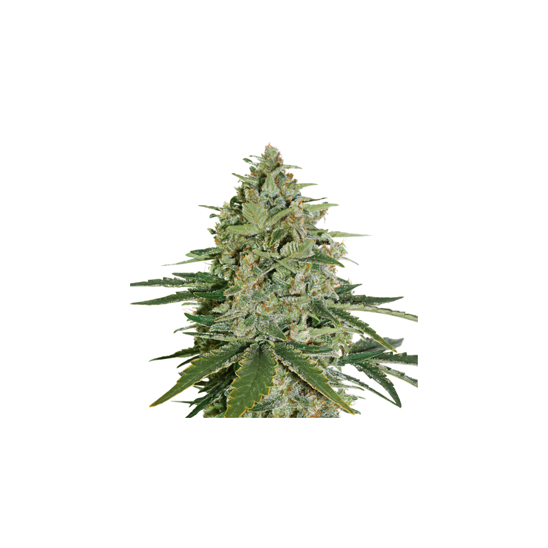 Super Skunk, Фасовка: 1