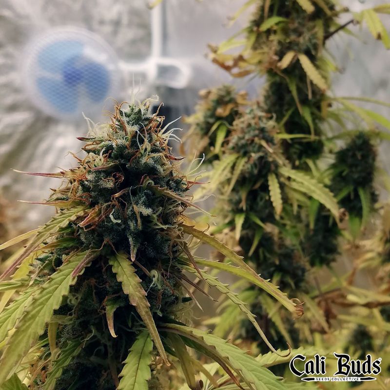 OG Kush Auto, Фасовка: 5, изображение 8