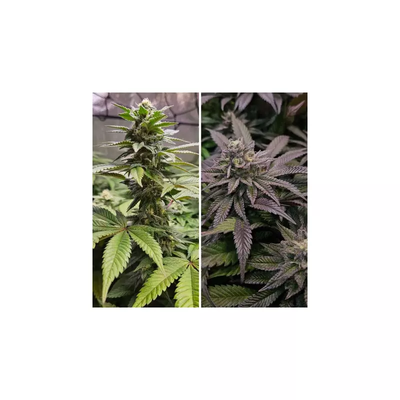 Orange Bud 2.0, Фасовка: 3, изображение 6