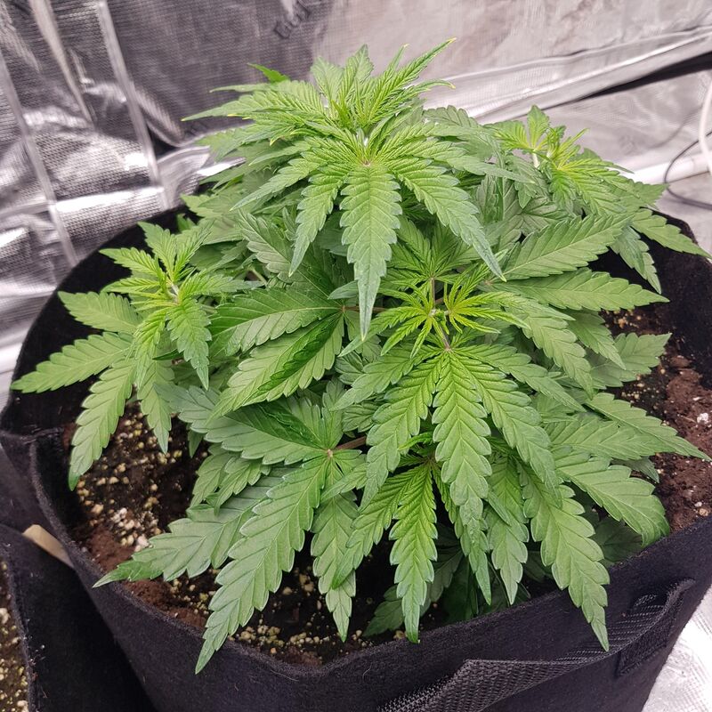 Blueberry Cheese (Blue Cheese), Фасовка: 3, изображение 2