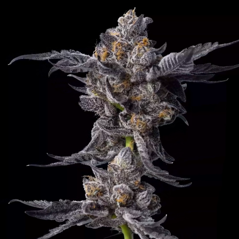 Cookies Gelato Auto, Фасовка: 5