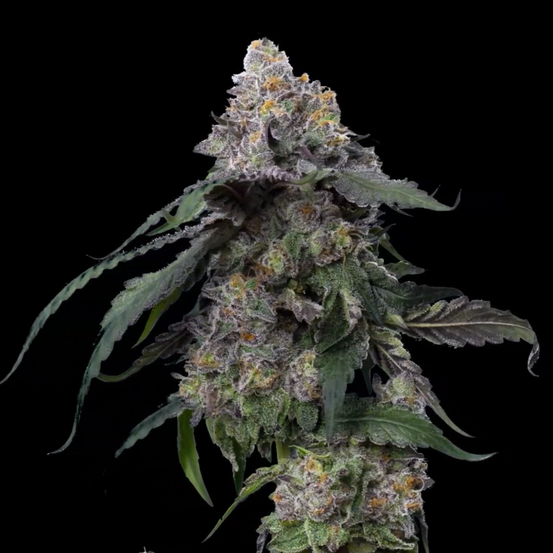 Gush Mints, Фасовка: 5, изображение 4