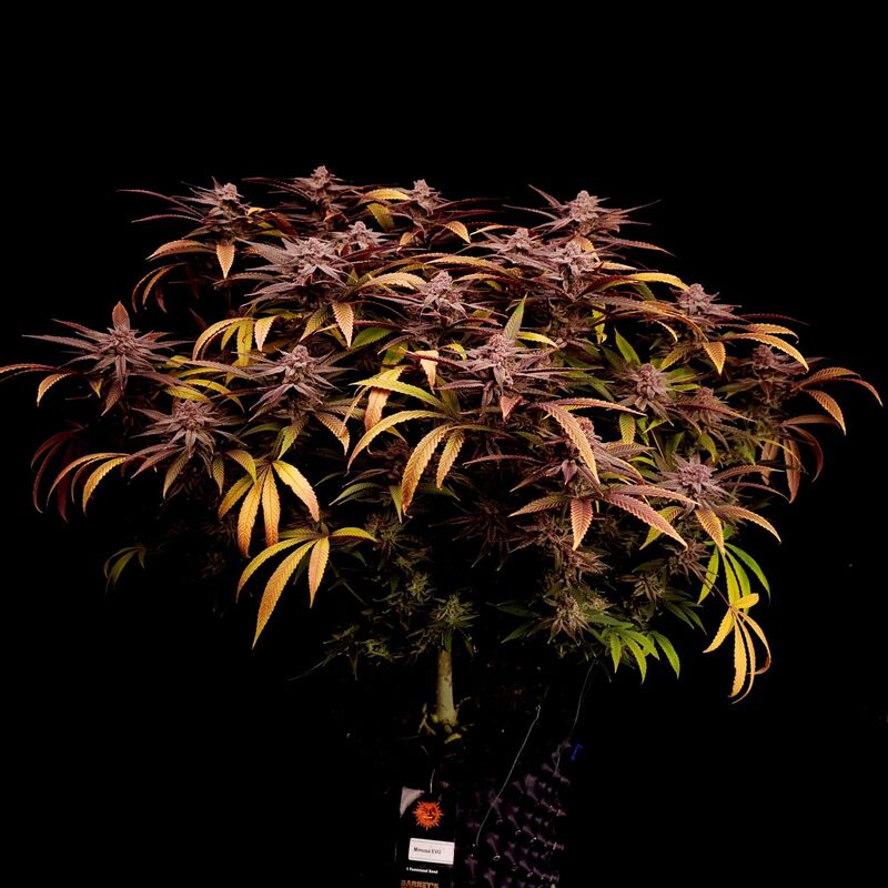 Mimosa EVO, Фасовка: 5, изображение 7