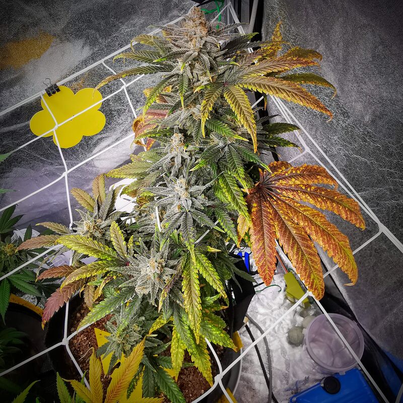 Peyote Cookies, Фасовка: 3, изображение 8