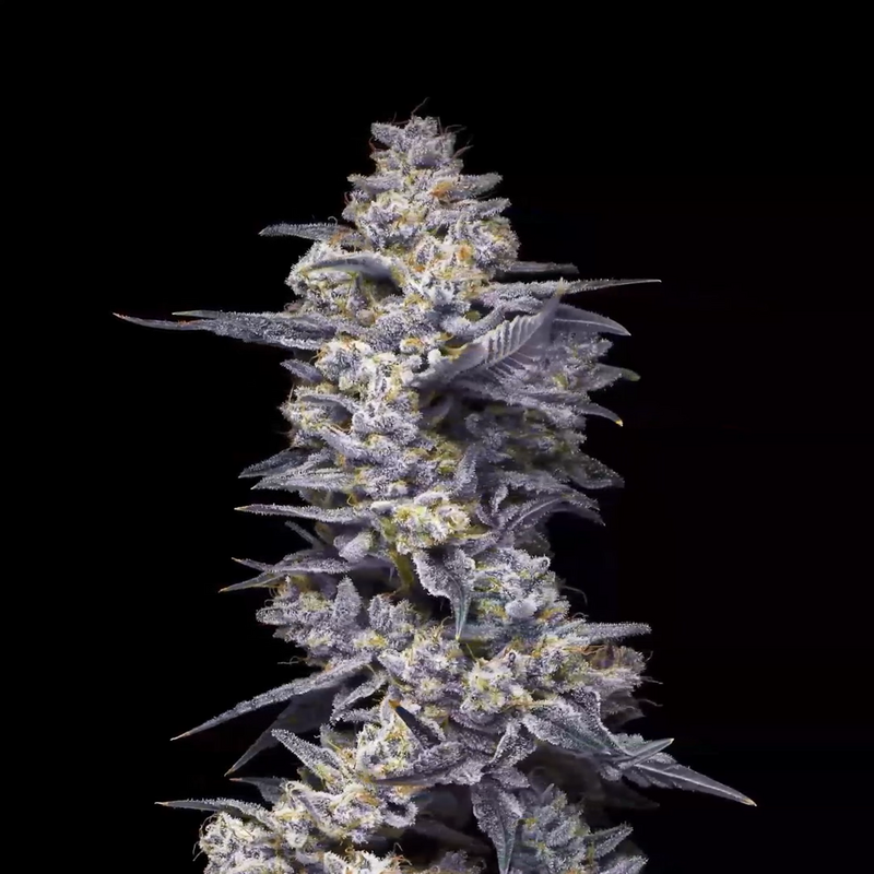 Watermelon Auto, Фасовка: 5