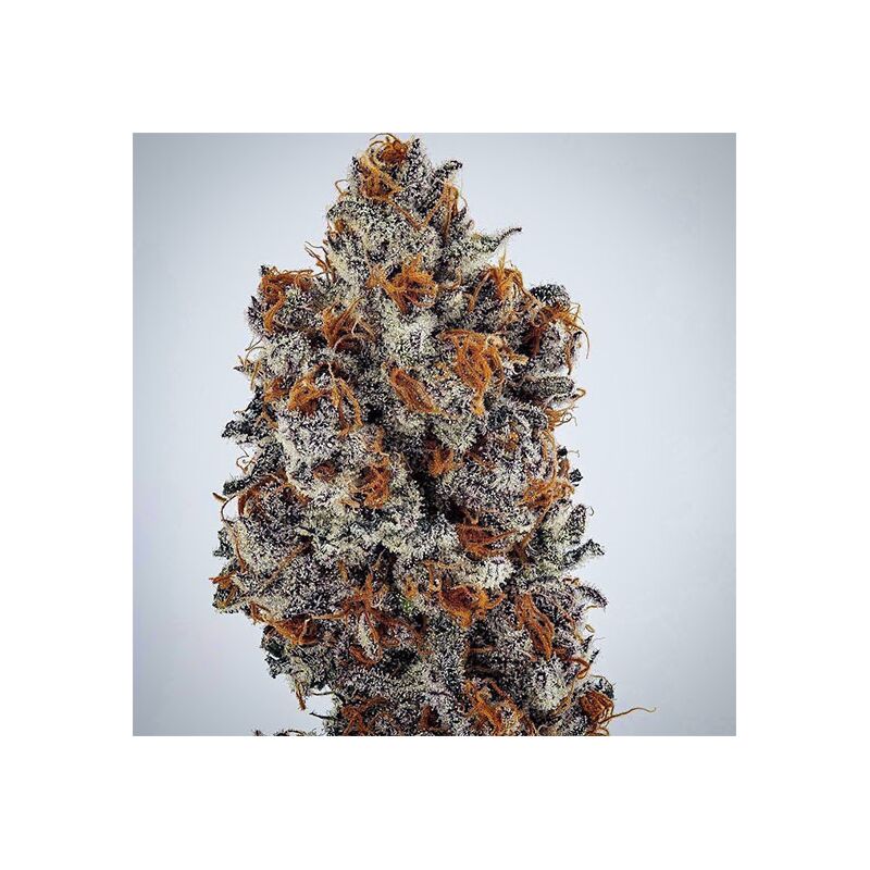 Banana Hammock RBX, Фасовка: 5