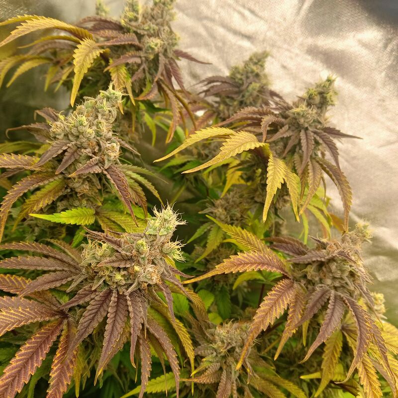 Ice Cream Cake, Фасовка: 3, изображение 3