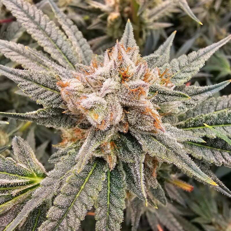 Dawg OG V2, Фасовка: 3