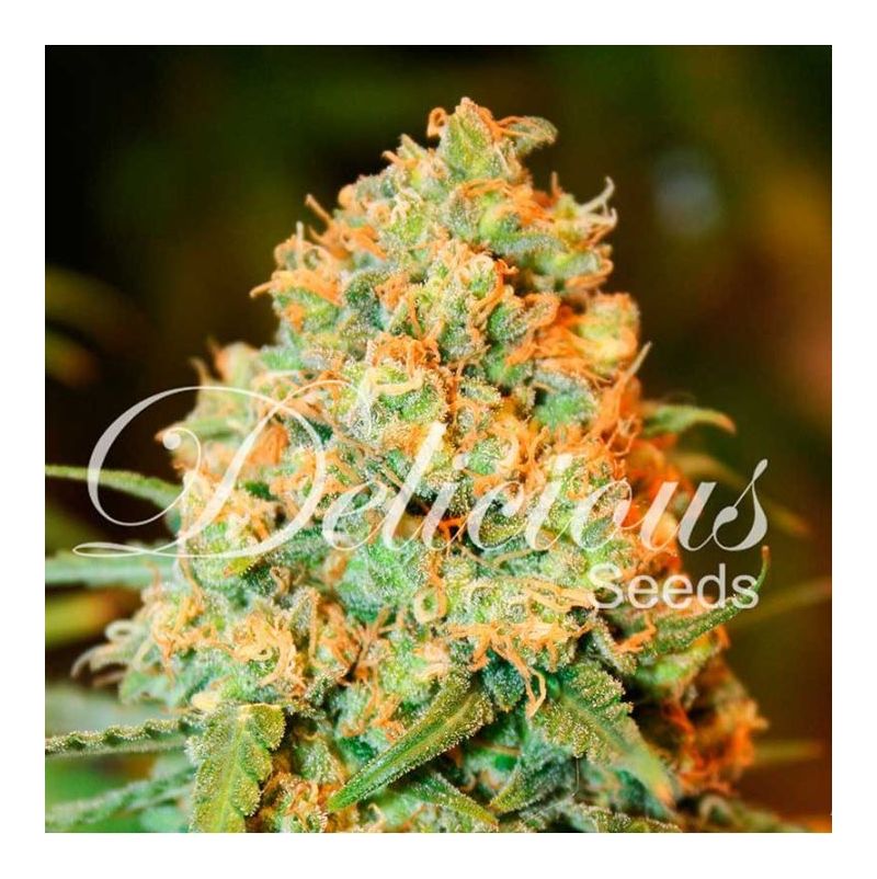 Critical Super Silver Haze, Фасовка: 5+3, изображение 2