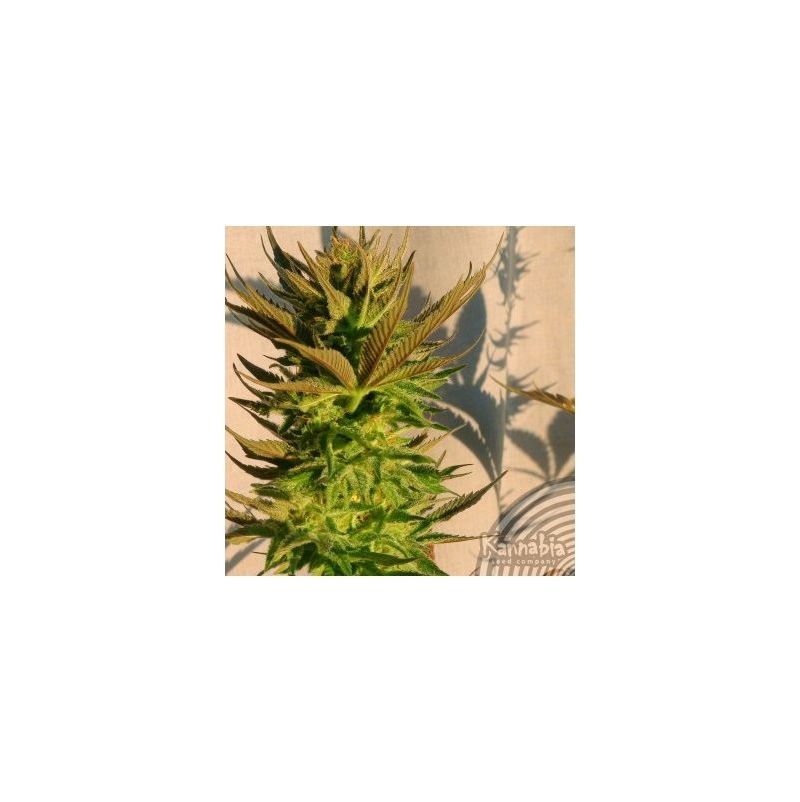 Kickass Auto (B.Lee Auto), Фасовка: 3, изображение 2