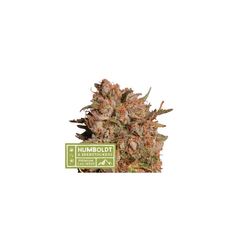 Apollo Black Cherry Auto, Фасовка: 3