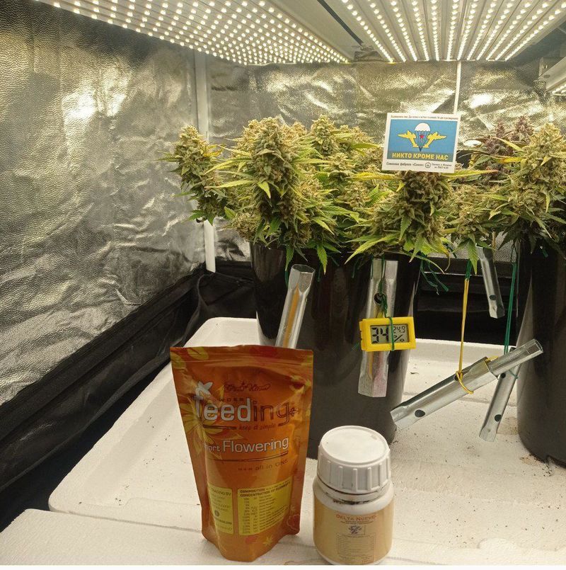 Авто ВДВ, Фасовка: 3, изображение 2