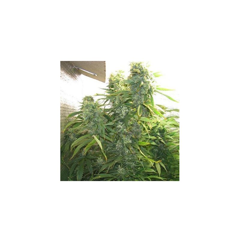 Power Plant (X Seeds), Фасовка: 5