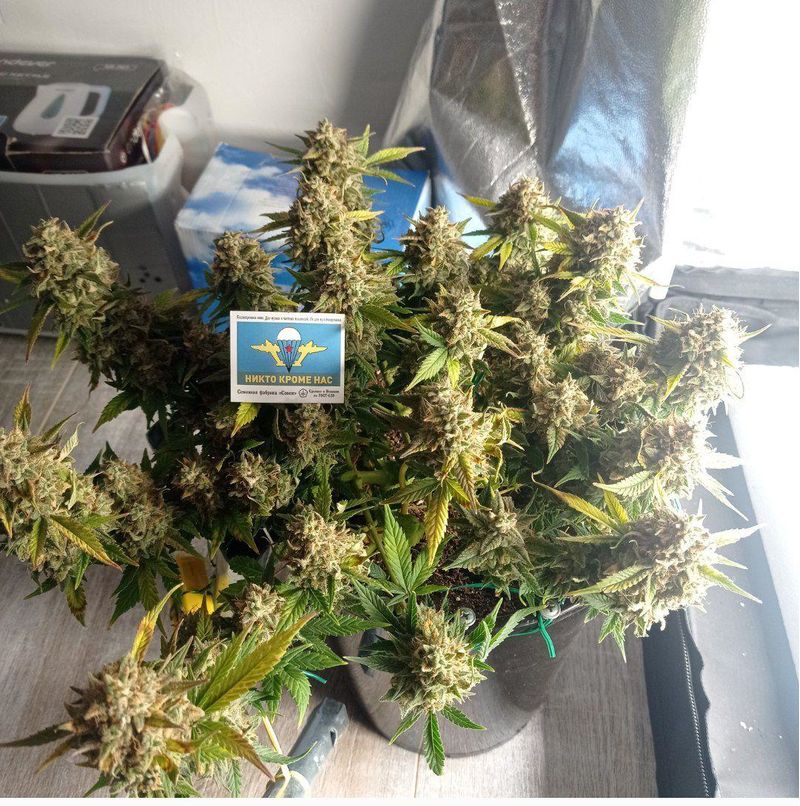 Авто ВДВ, Фасовка: 3, изображение 4