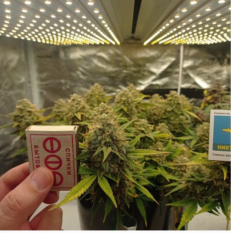 Авто ВДВ, Фасовка: 3, изображение 3