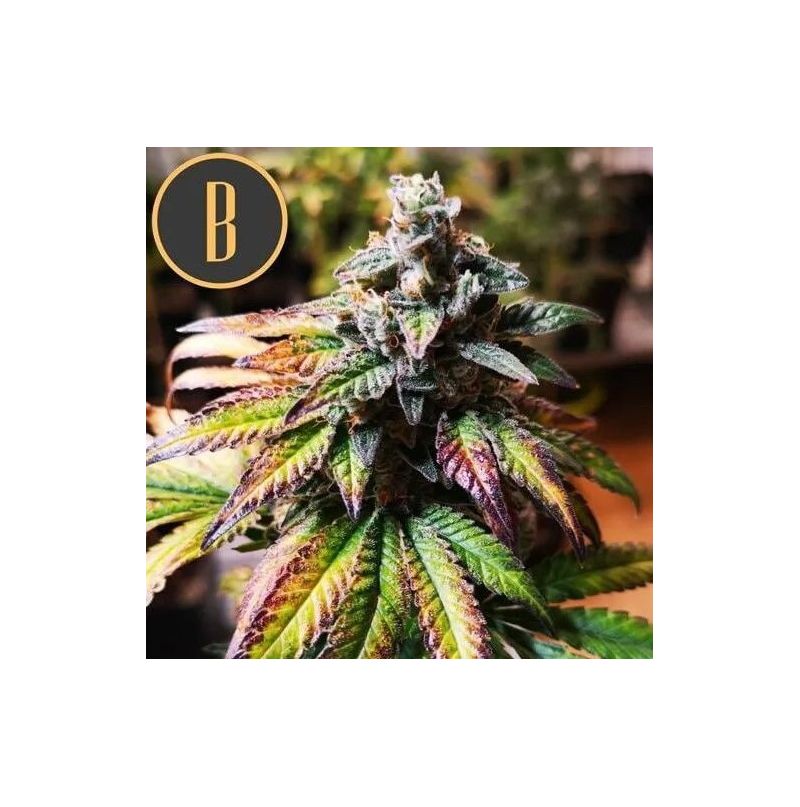 Auto Gorilla G4, Фасовка: 3