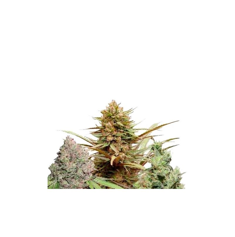 CBD Rich Mix, Фасовка: 9