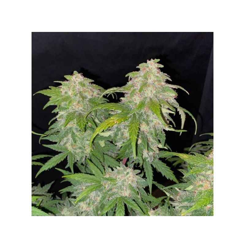 Auto Skittles, Фасовка: 5, изображение 3