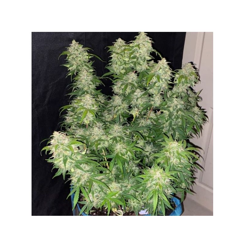 Auto Skittles, Фасовка: 5, изображение 2