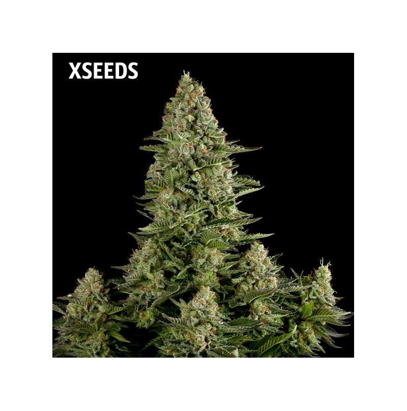 White Widow (X Seeds), Фасовка: 5