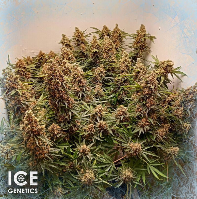 Shiva skunk, Фасовка: 3