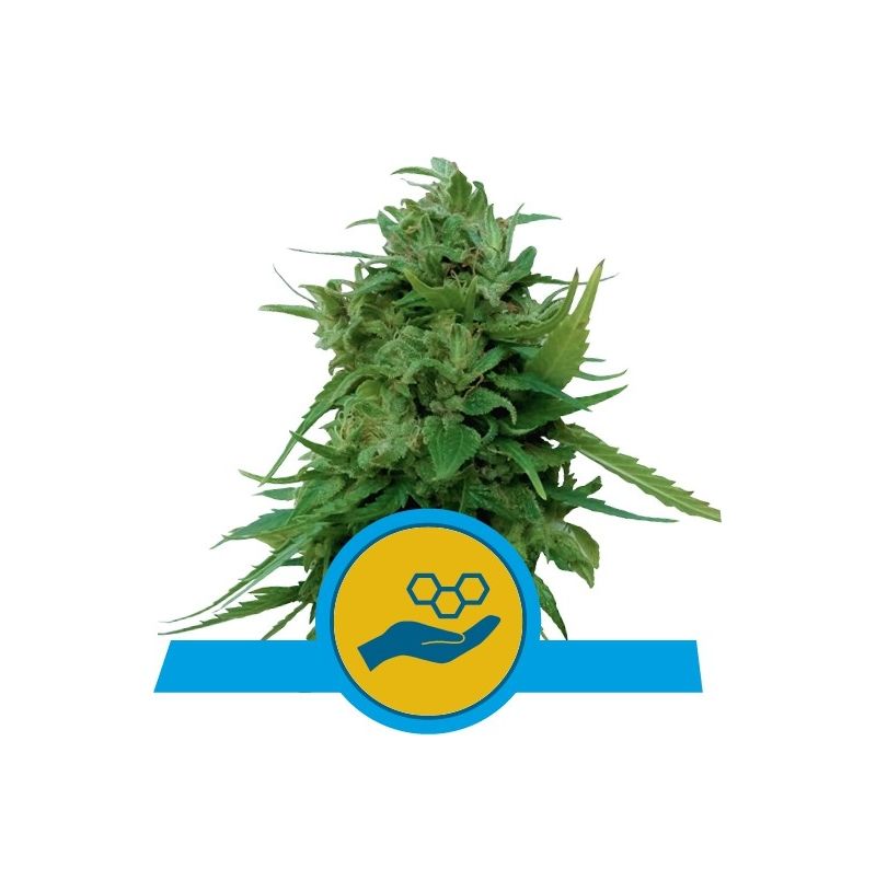Solomatic CBD, Фасовка: 1