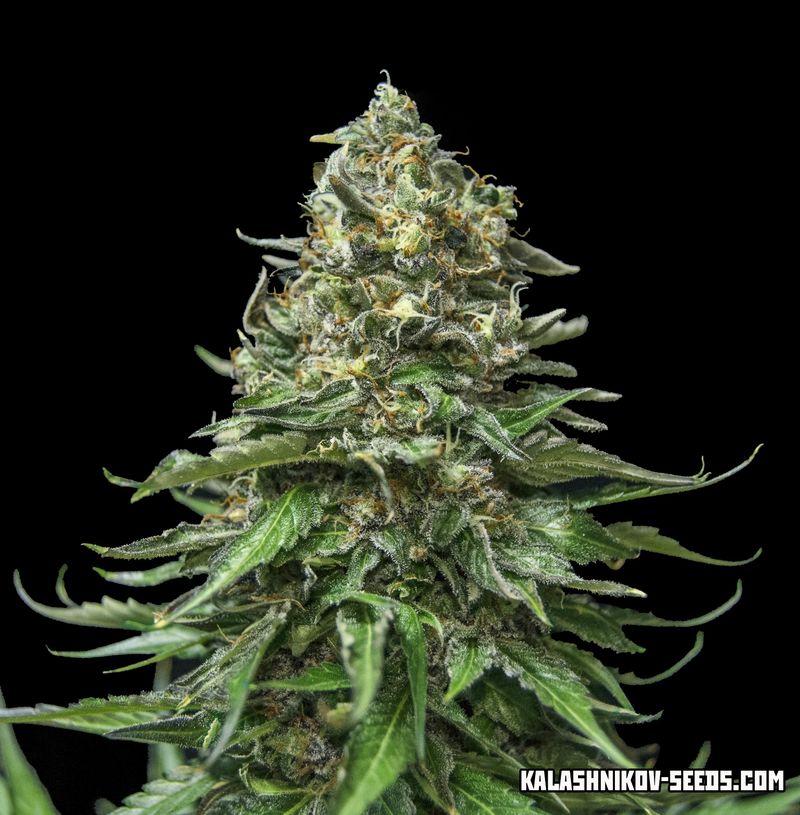 Партизан Auto, Фасовка: 5