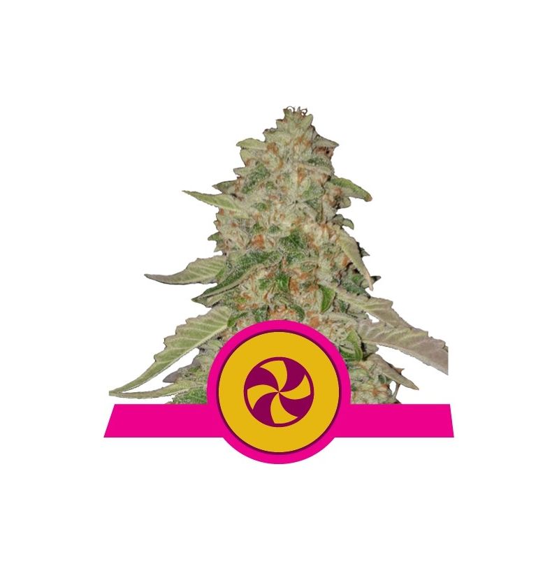 Sweet Zkittlez, Фасовка: 3