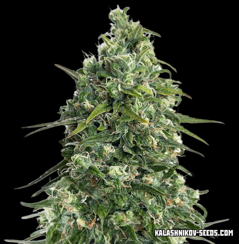 Партизан Express, Фасовка: 10