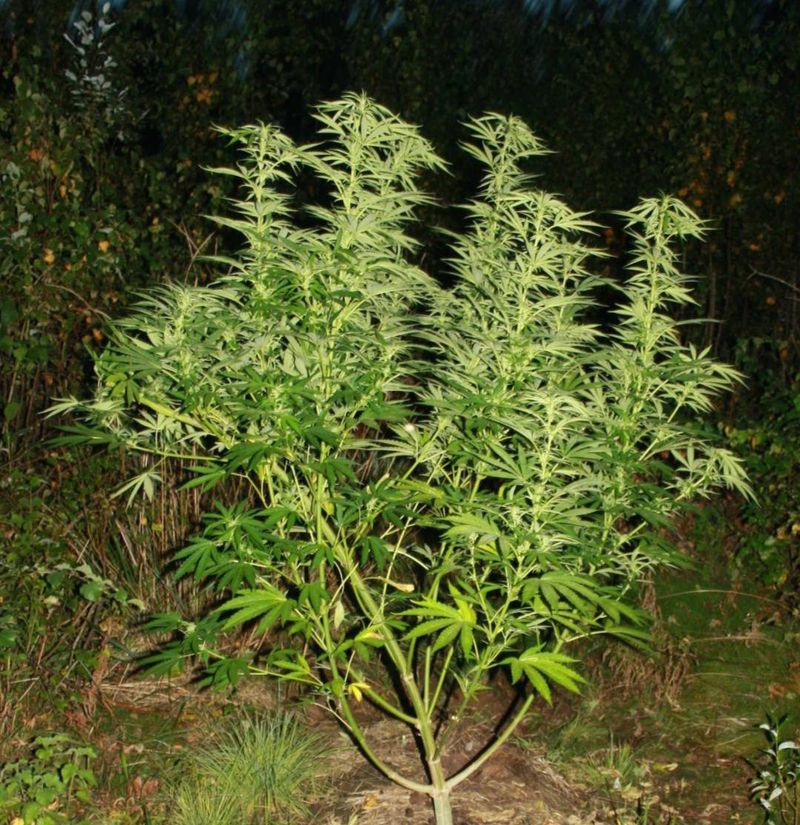 Deepforest Super Auto, Фасовка: 10, изображение 2