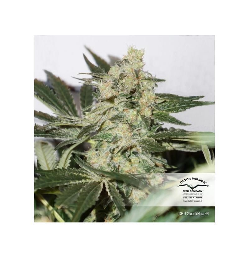 CBD Skunk Haze, Фасовка: 3, изображение 2