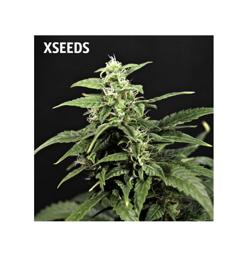 Auto Amnesia (X Seeds), Фасовка: 5