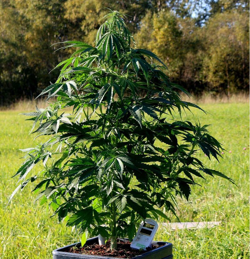 OG Kush Auto, Фасовка: 5, изображение 2