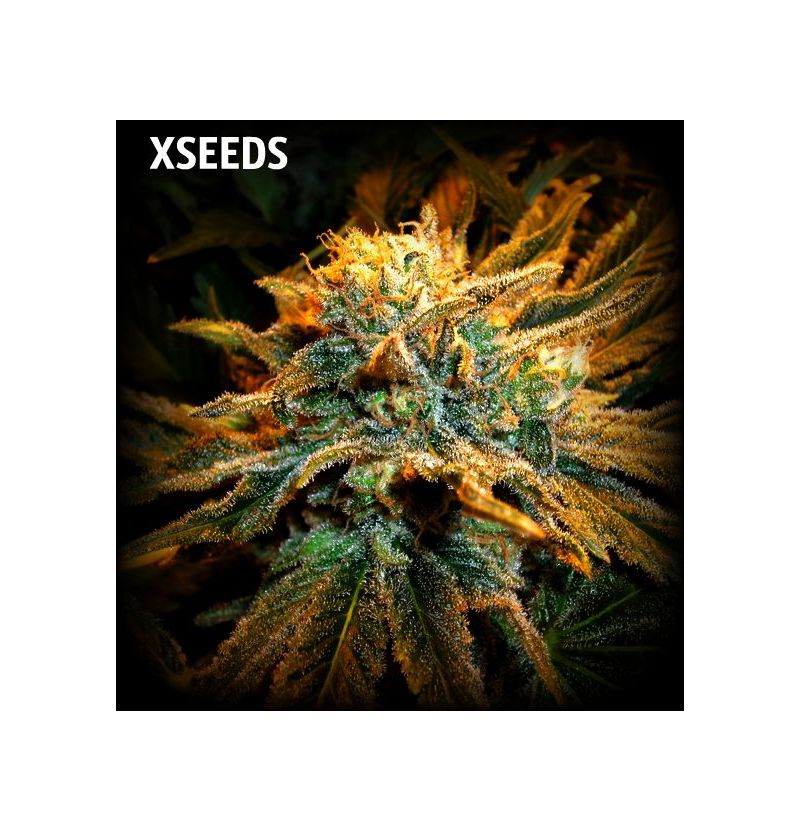 Auto Power Plant (X), Фасовка: 5