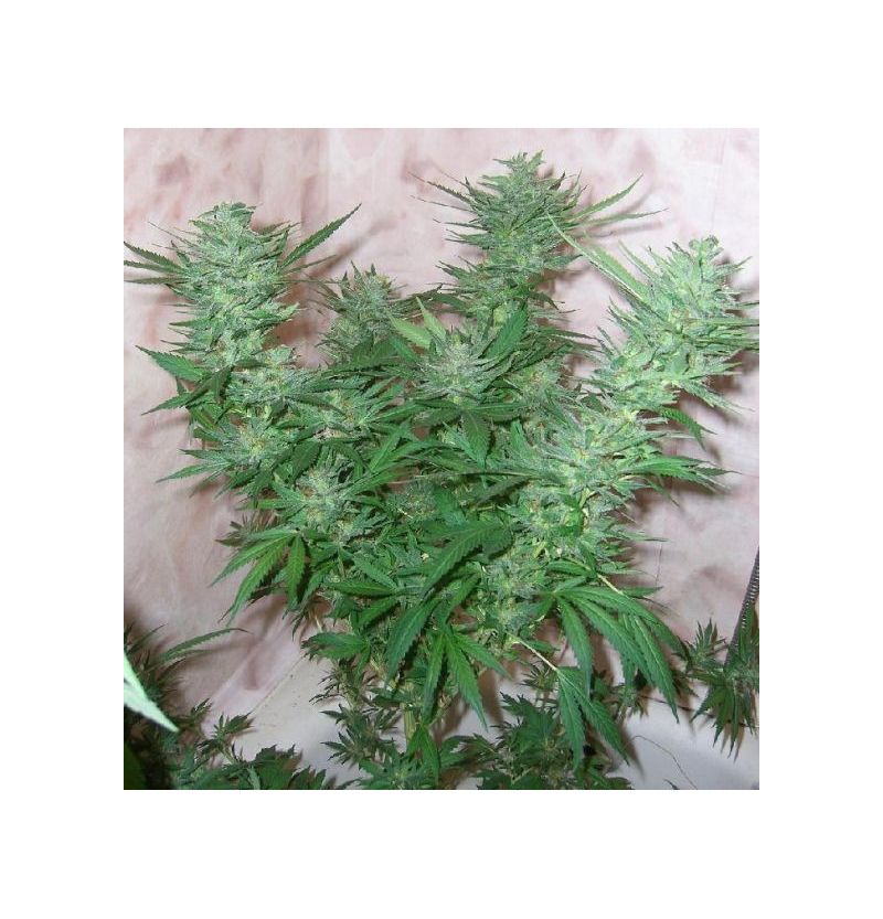 White Widow (X Seeds), Фасовка: 5, изображение 2