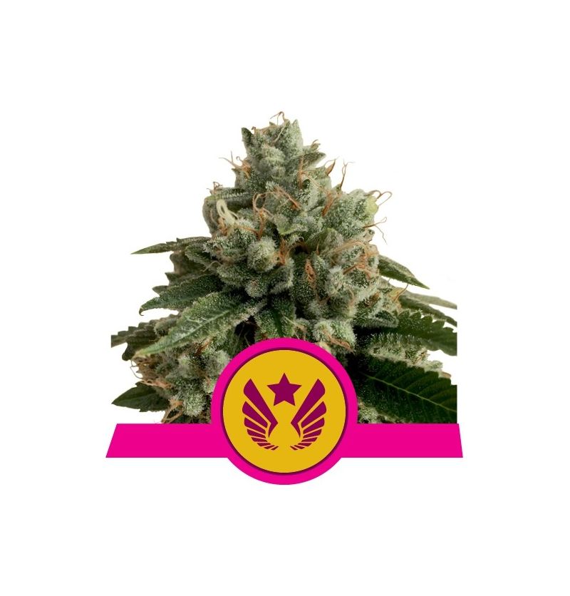 Legendary Punch, Фасовка: 1