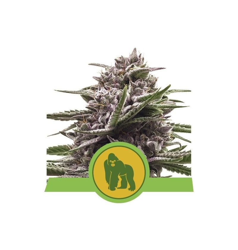 Royal Gorilla Auto, Фасовка: 3