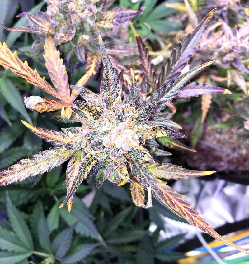 N.Y.C. Diesel Auto, Фасовка: 1, изображение 7