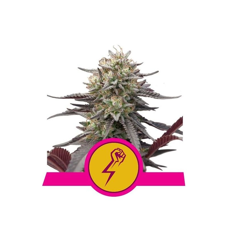 Green Crack Punch, Фасовка: 1