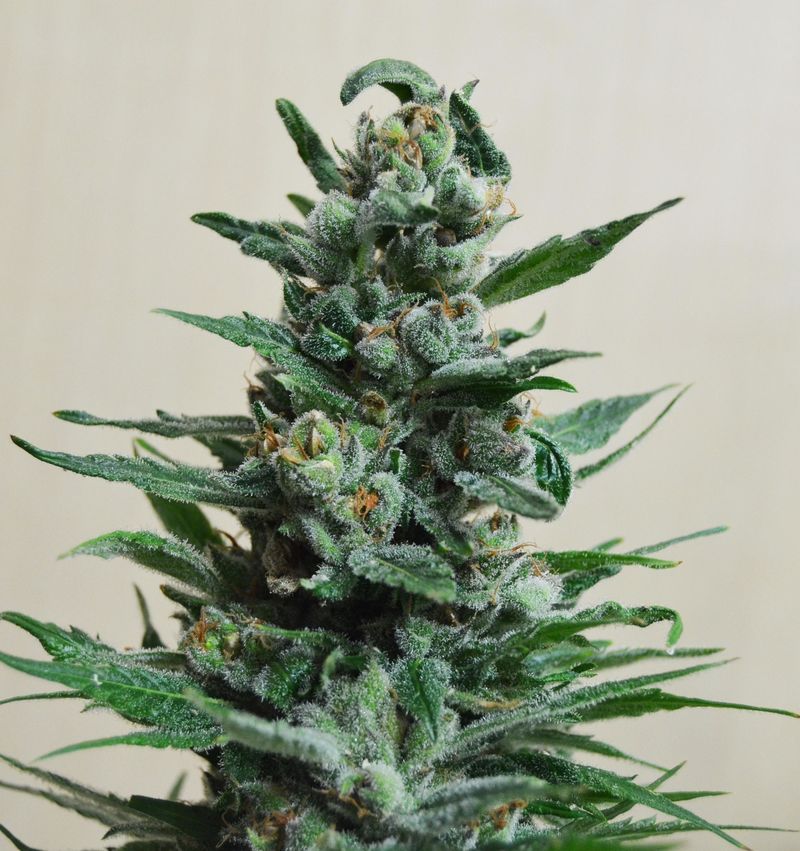 Moscow Blueberry Auto, Фасовка: 3