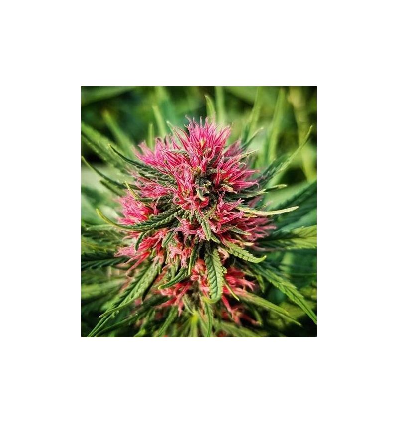 Twilight, Фасовка: 3, изображение 3