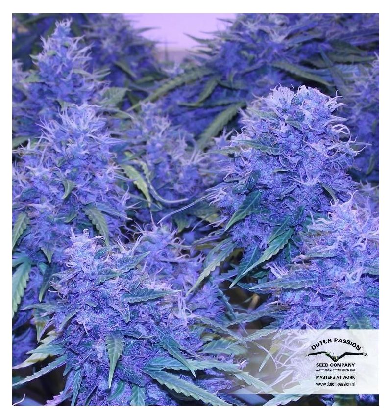 Think Different, Фасовка: 3, изображение 5