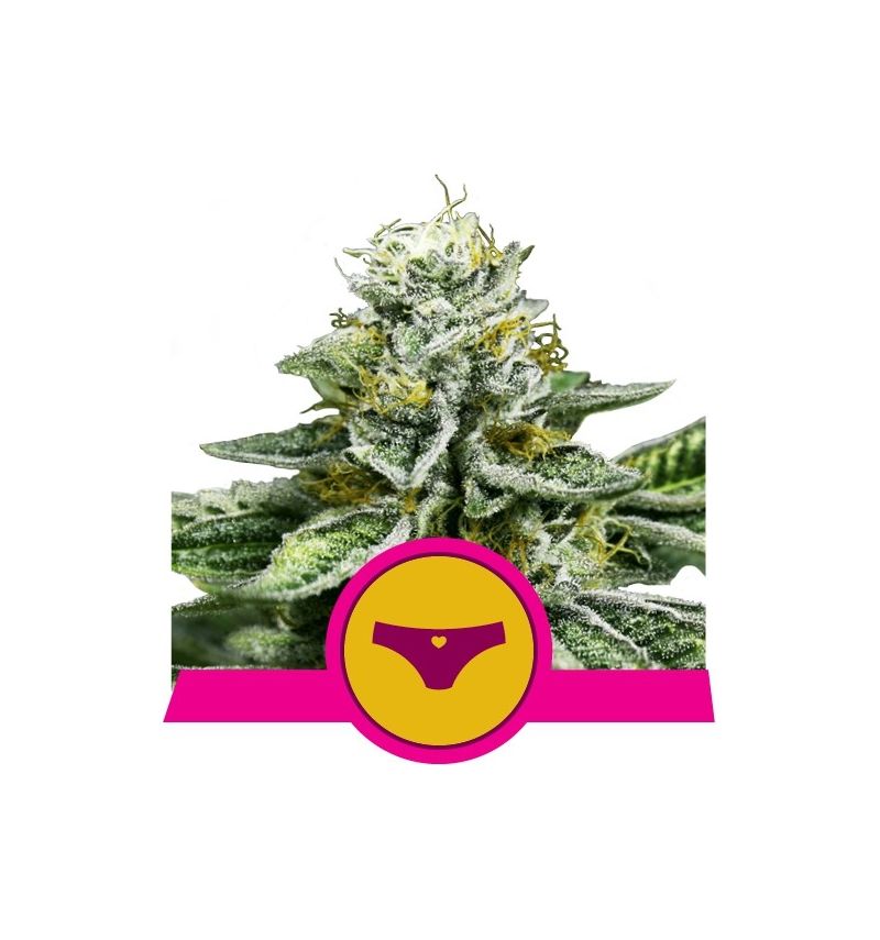 Sherbet Queen, Фасовка: 3